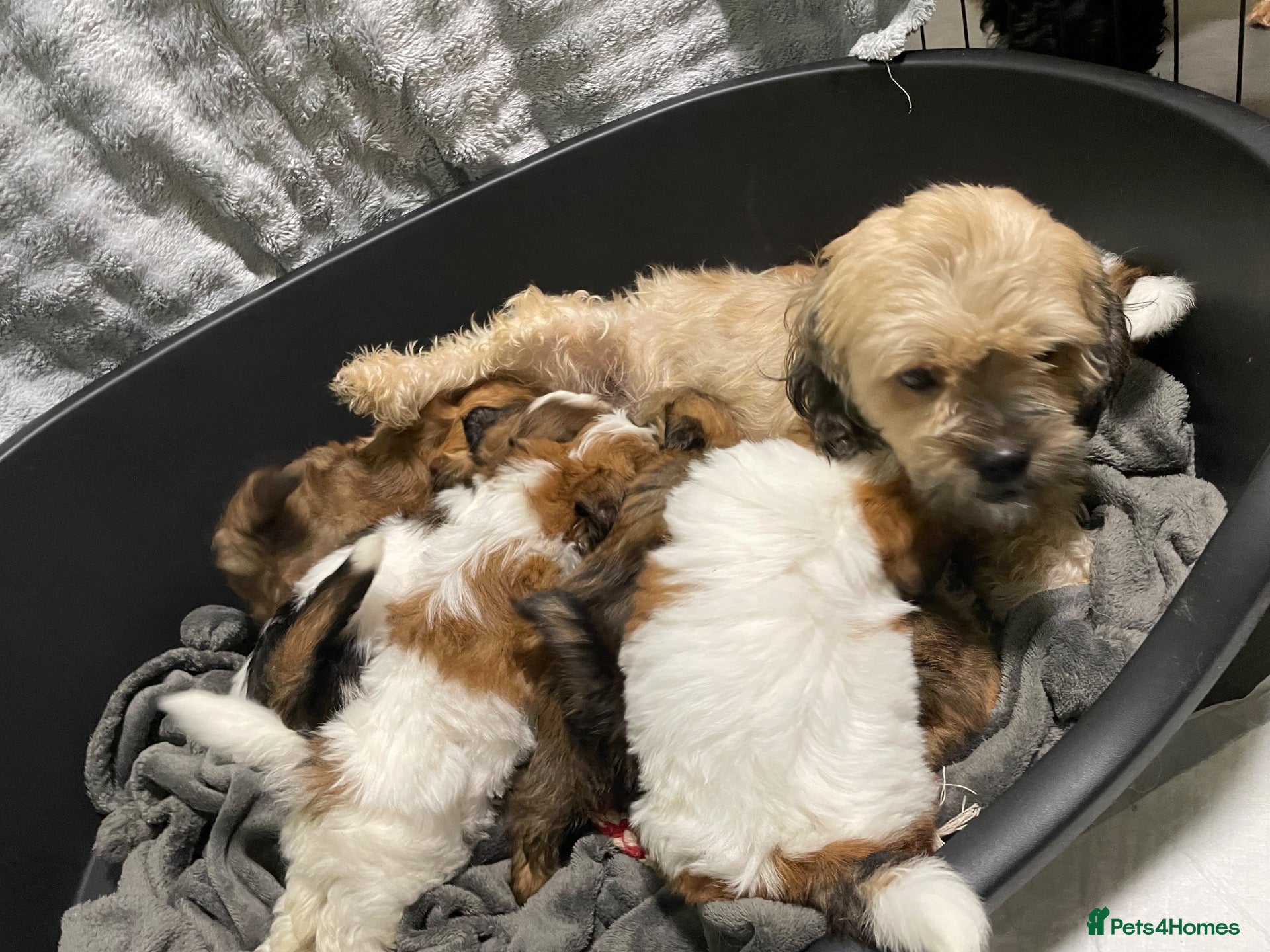 Malshi dogs 🐶💕 GORGEOUS MALSHI PUPPIES 💕🐶 - Advert 16