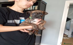 Mixed Breed dogs for sale: Mastiff cross  - Image 14