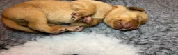 Labrador Retriever dogs for sale: KC REGISTERED FOX RED LABRADOR PUPPIES - Advert 13