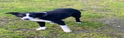 Border Collie dogs for sale: Lovely border collie 3 year old - Advert 3