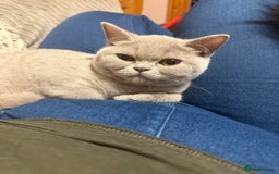 British Shorthair cats for sale: Lilac bsh female  - Image 6