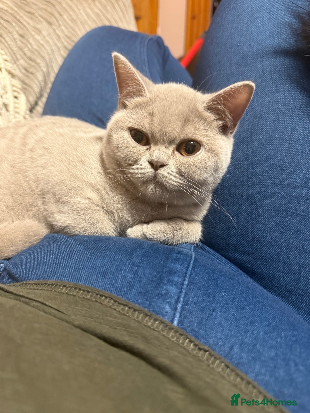 British Shorthair cats for sale: Lilac bsh female  - Image 6
