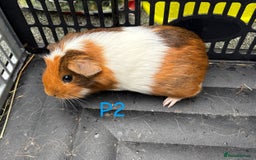 Guinea Pig rodents for sale: Baby female and male guinea pigs for sale - Image 8