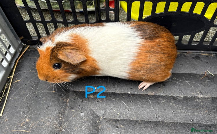 Guinea Pig rodents Baby male guinea pigs for sale - Advert 14