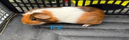 Guinea Pig rodents for sale: Baby male guinea pigs for sale - Advert 1