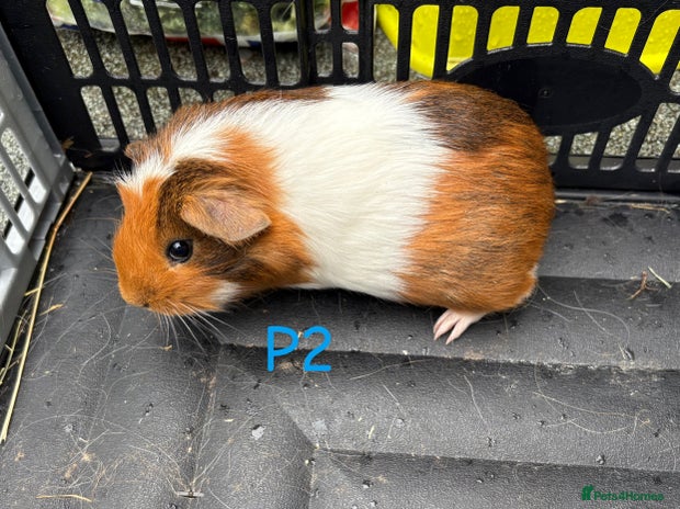 Guinea Pig rodents Baby male guinea pigs for sale - Advert 14
