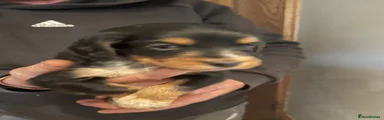 Cocker Spaniel 5