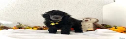 Miniature Poodle dogs for sale: 🌟RARE Silver Miniature Poodle Puppies DNA CLEAR🌟 - Advert 4