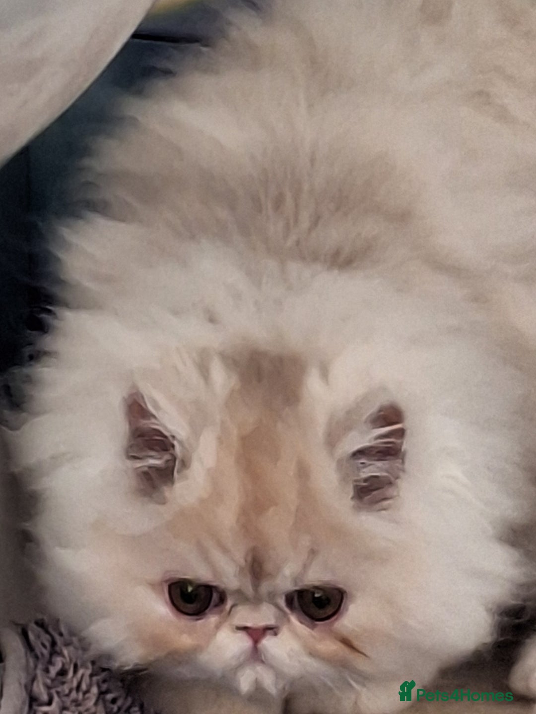 Persian cats for sale: 1  beautiful  stunning male persian available  - Advert 13