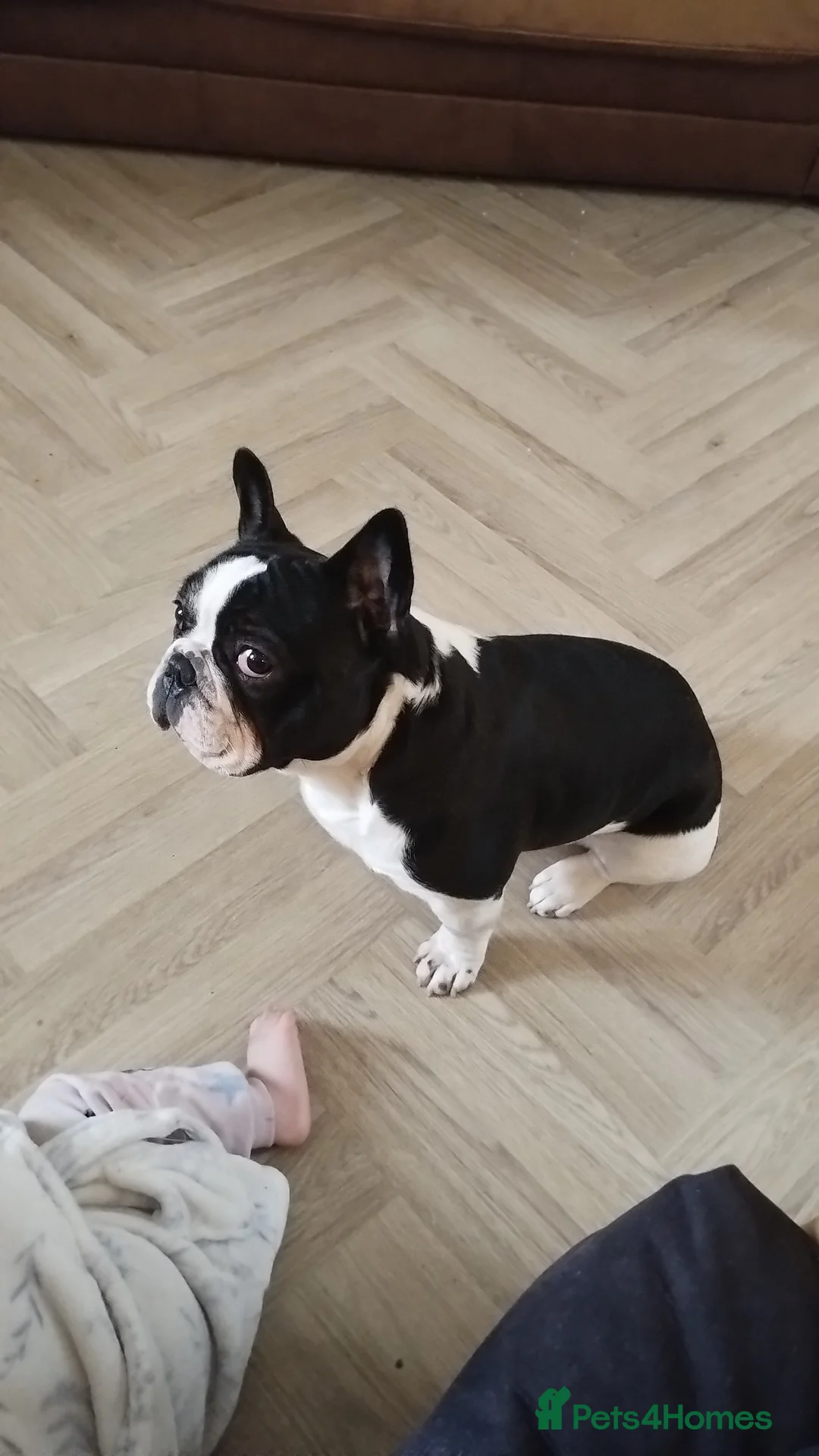 French Bulldog dogs for sale: Male french bulldog  in Pontypridd - Advert 5