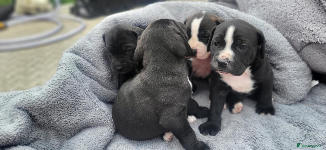 Mixed Breed dogs for sale: Ready to collect – Cane Corso puppies  - Image 29