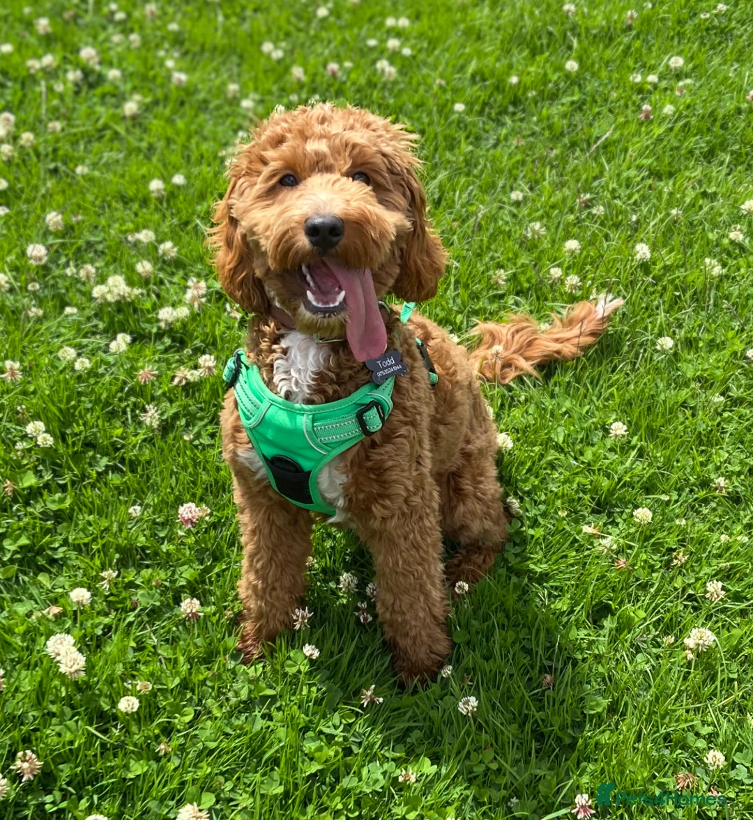 Cockapoo dogs for stud: Proven F1 apricot Cockapoo stud!  in Plymouth - Advert 3