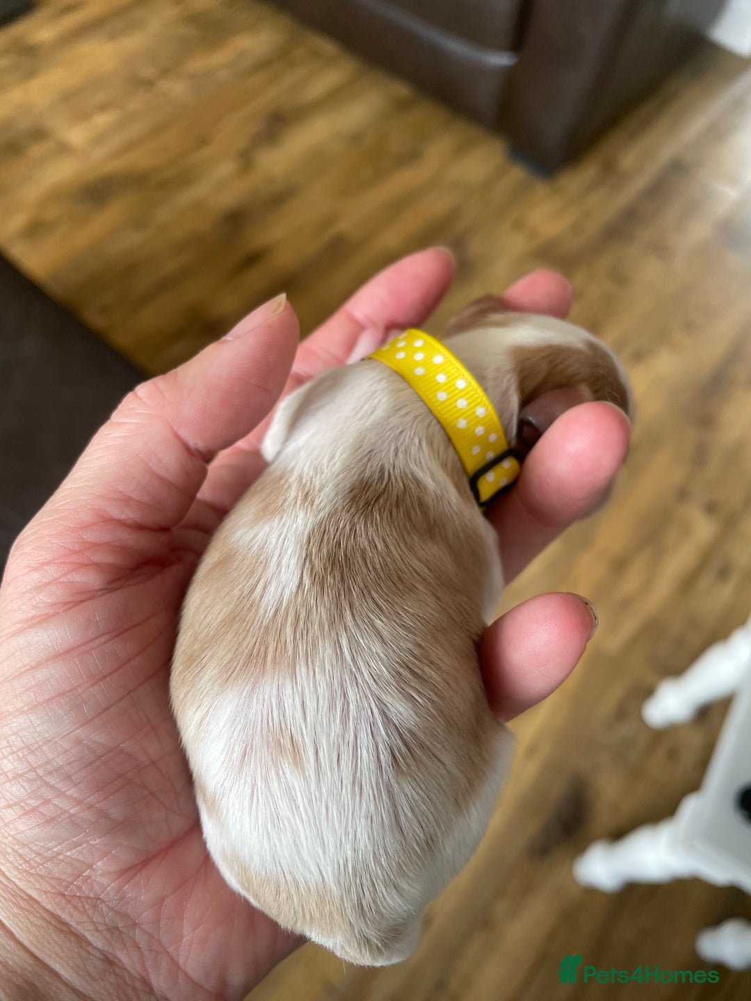 Cavalier King Charles Spaniel dogs for sale: Cavalier King Charles spaniel  - Image 15