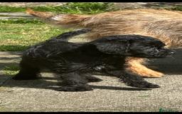Border Terrier dogs for sale: Stunning Border Teddy boy avaiable - Image 2