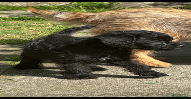 Border Terrier dogs - Advert 7
