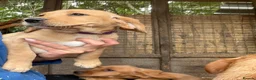 Cockerdor dogs for sale: Ready to go, Friendly Cockerdor pups 🤎 - Advert 7