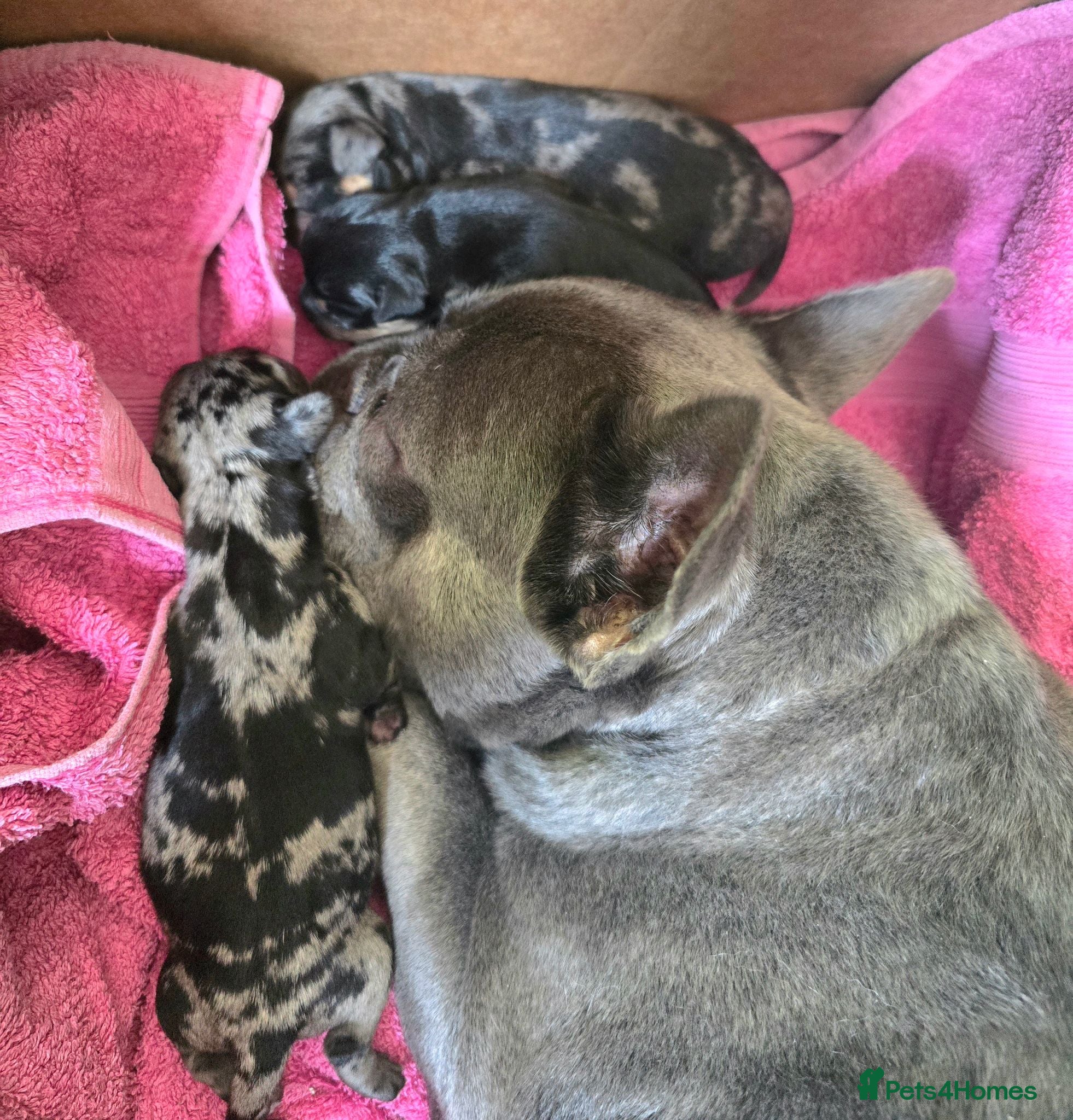 Mixed Breed dogs 🐾 3 gorgeous Miniature French Weiner puppies 🐾  - Advert 1