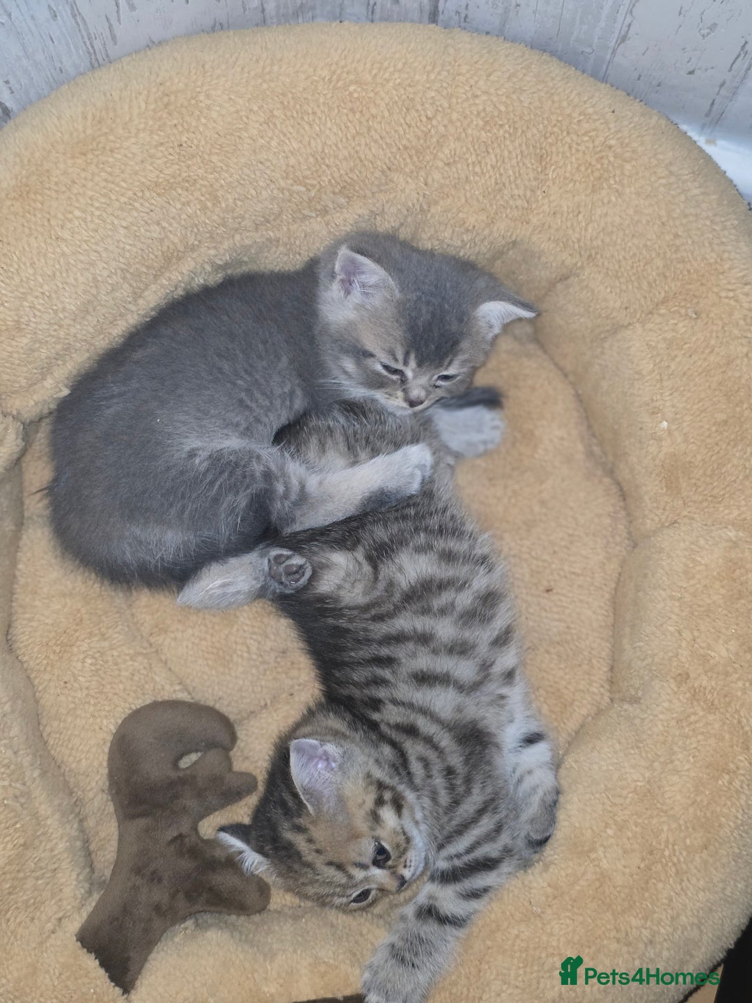 British Shorthair cats for sale: British shorthair  - Advert 15