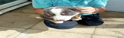 Border Collie dogs for sale: Bevy of Beautiful Border Collies in Worthing - Advert 8
