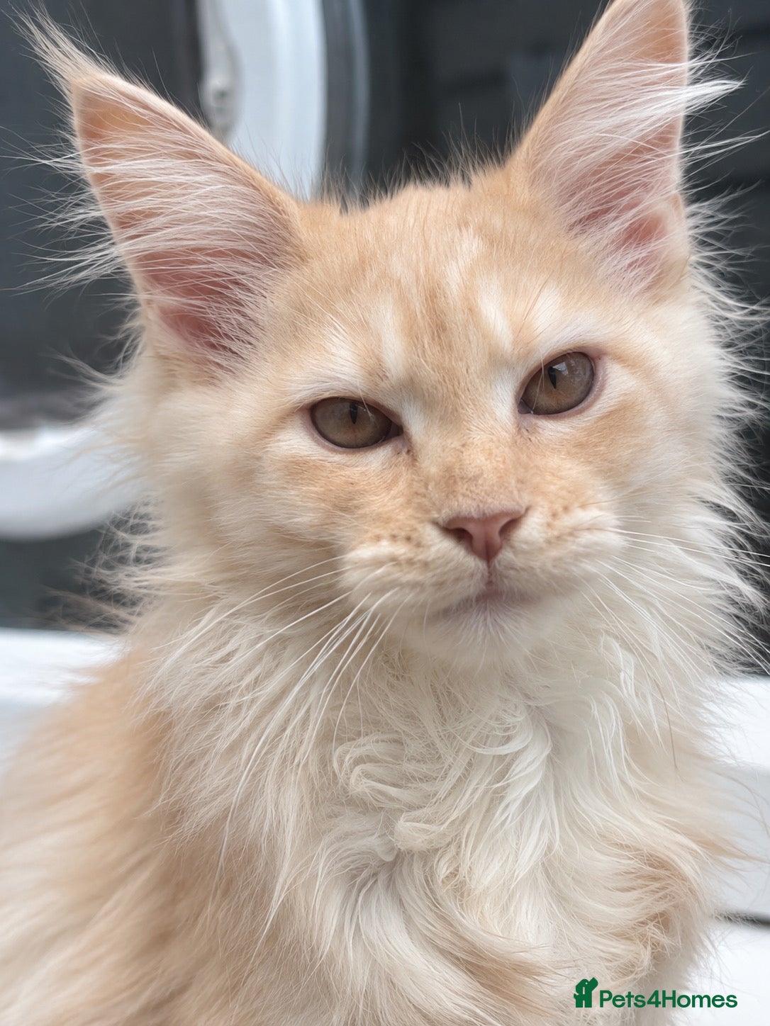 Maine Coon cats 💕 A Very Special Maine Coon Girl – Rare Beauty 💕 - Advert 1