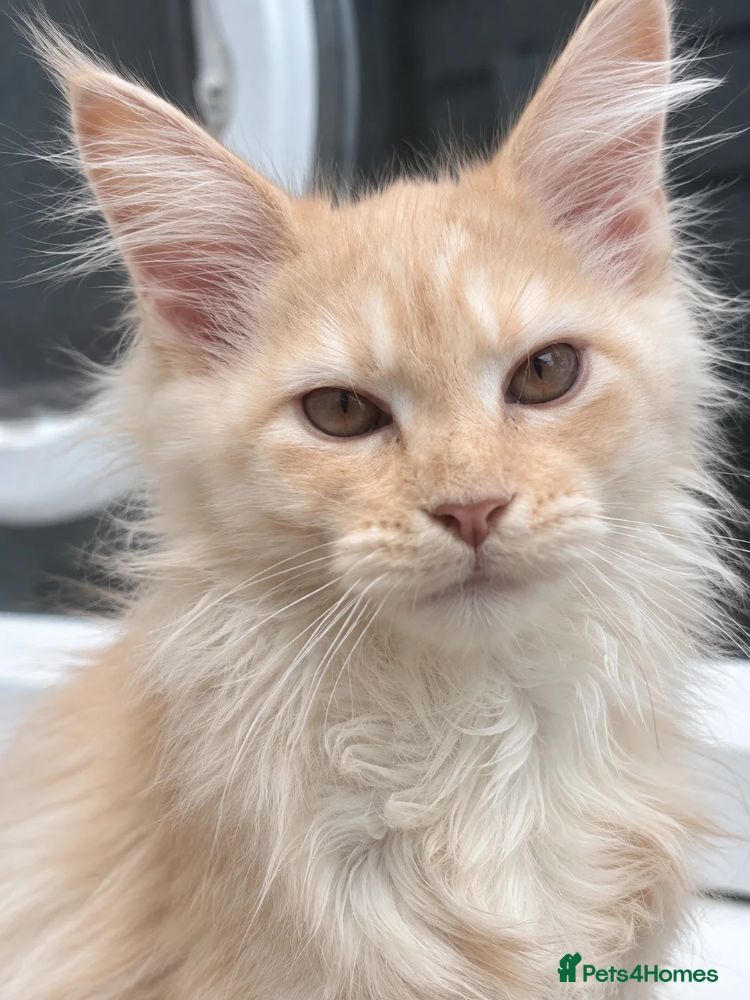 Maine Coon cats for sale: 💕 A Very Special Maine Coon Girl – Rare Beauty 💕 - Advert 1