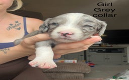 Mixed Breed dogs for sale: Borderlier - Image 5