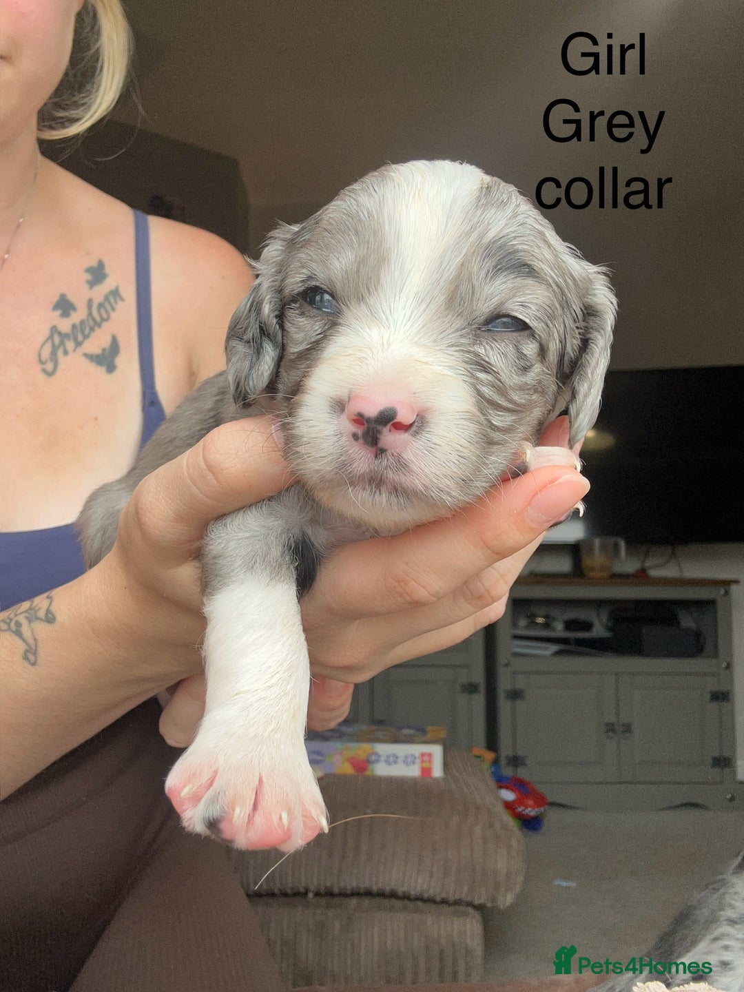 Mixed Breed dogs for sale: Borderlier - Image 5