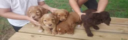 Cocker Spaniel dogs for sale: Health tested cocker spaniel puppies - Advert 1