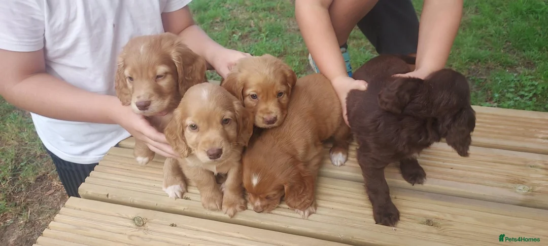 Cocker Spaniel dogs for sale: Health tested cocker spaniel puppies - Advert 1