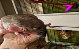 Rat rodents for sale: 9 gorgeous Male Rats - Image 23