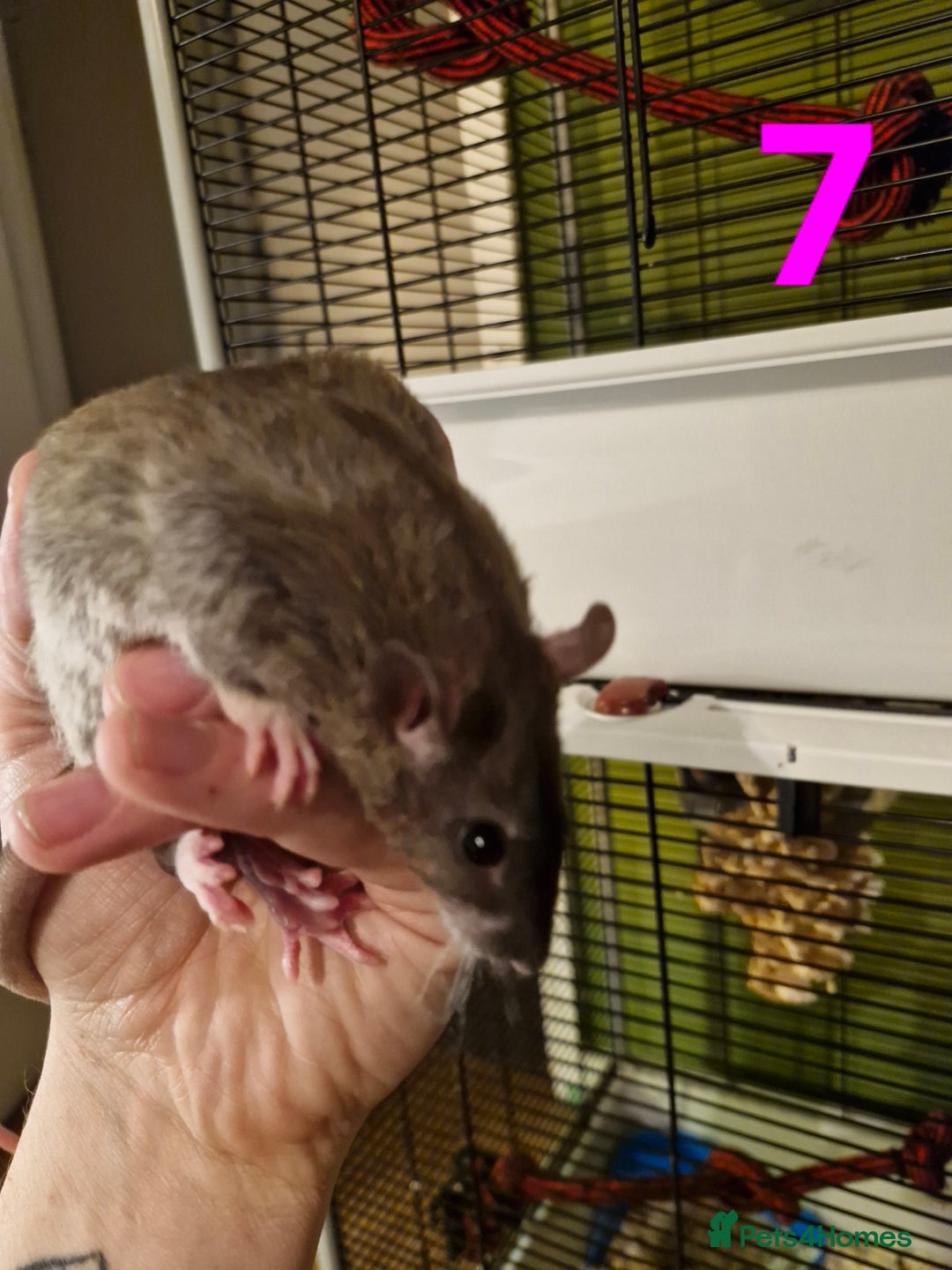 Rat rodents for sale: 9 gorgeous Male Rats - Image 23