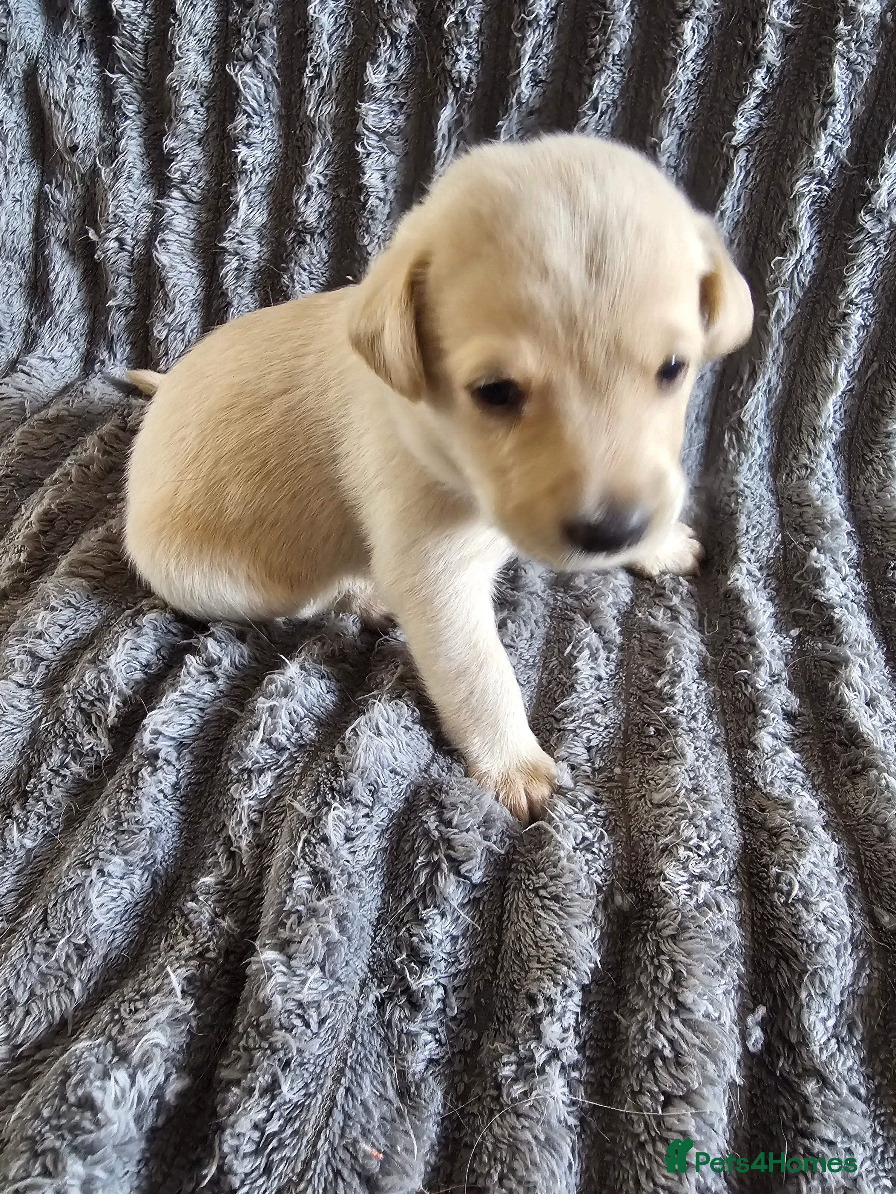 Labrador Retriever dogs Labrador Puppies - Advert 2