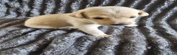 Labrador Retriever dogs for sale: Labrador Puppies - Advert 1