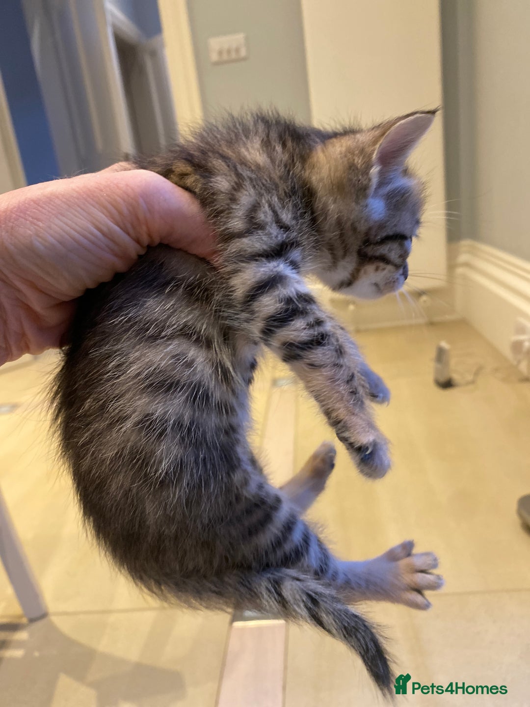 Bengal cats for sale: BEAUTIFUL BENGAL CROSS KITTENS-TWO GIRLS LEFT  - Advert 21