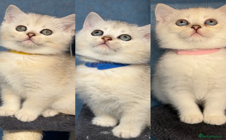 British Shorthair cats - Advert 3