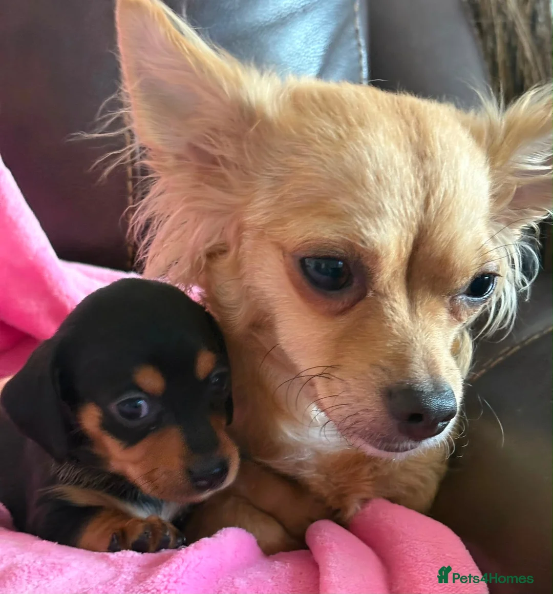 Chiweenie dogs for sale: Chiweenies Puppys - Advert 15