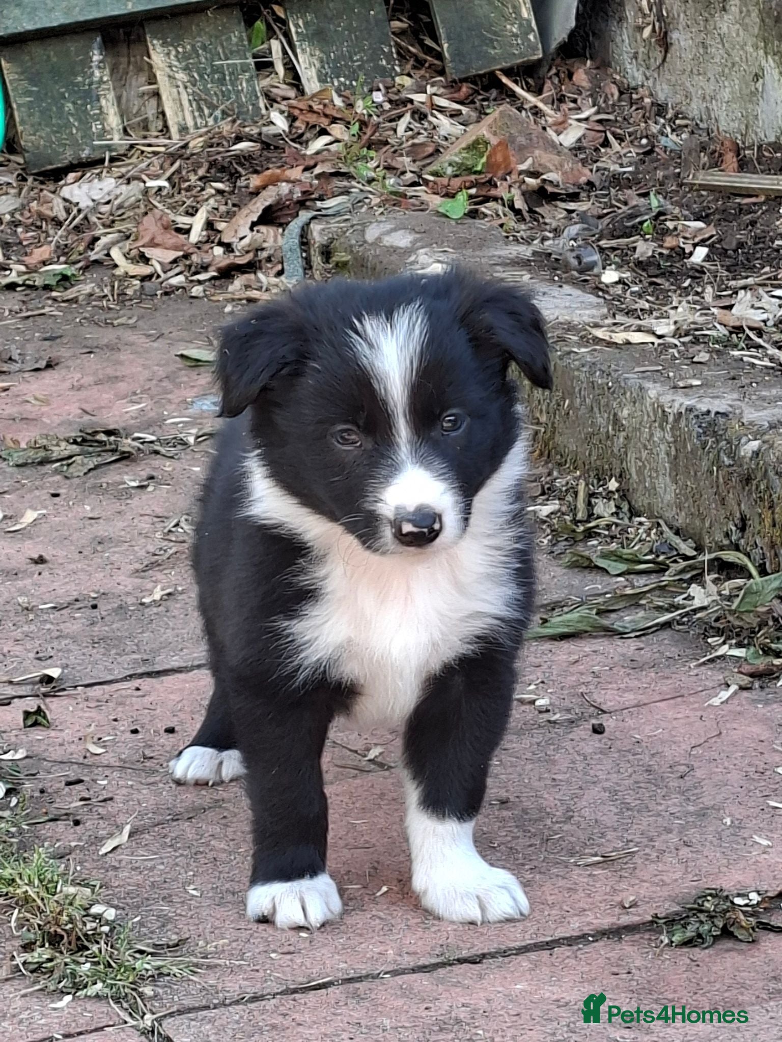 Border Collie dogs Gorgeous collie pups  - Advert 5