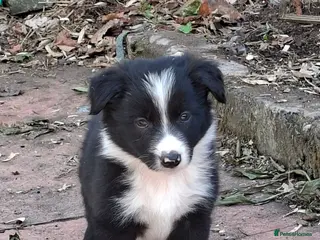 Border Collie dogs Gorgeous collie pups - Advert 1