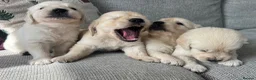 Golden Retriever dogs for sale: KC REG Extensively Health tested cream/gold pups - Advert 4