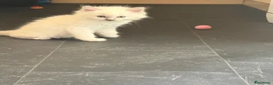  White fluffy girl