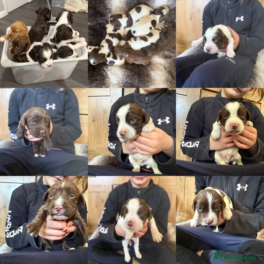 Sprocker dogs for sale: SPROCKER PUPPIES  - Advert 1