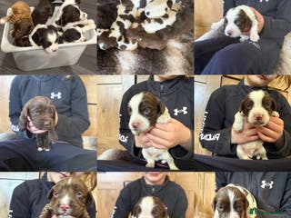Sprocker dogs SPROCKER PUPPIES - Advert 6