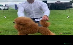 Cavapoo dogs for sale: TOY CAVAPOO DNA TESTED PARENTS AND GRANDPARENTS  - Image 20