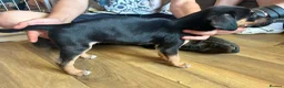 Lurcher dogs for sale: Lurcher pups  - Advert 3