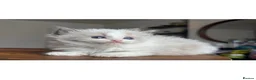 Ragdoll cats for sale: Active bi color Registered Ragdoll kittens - Advert 2