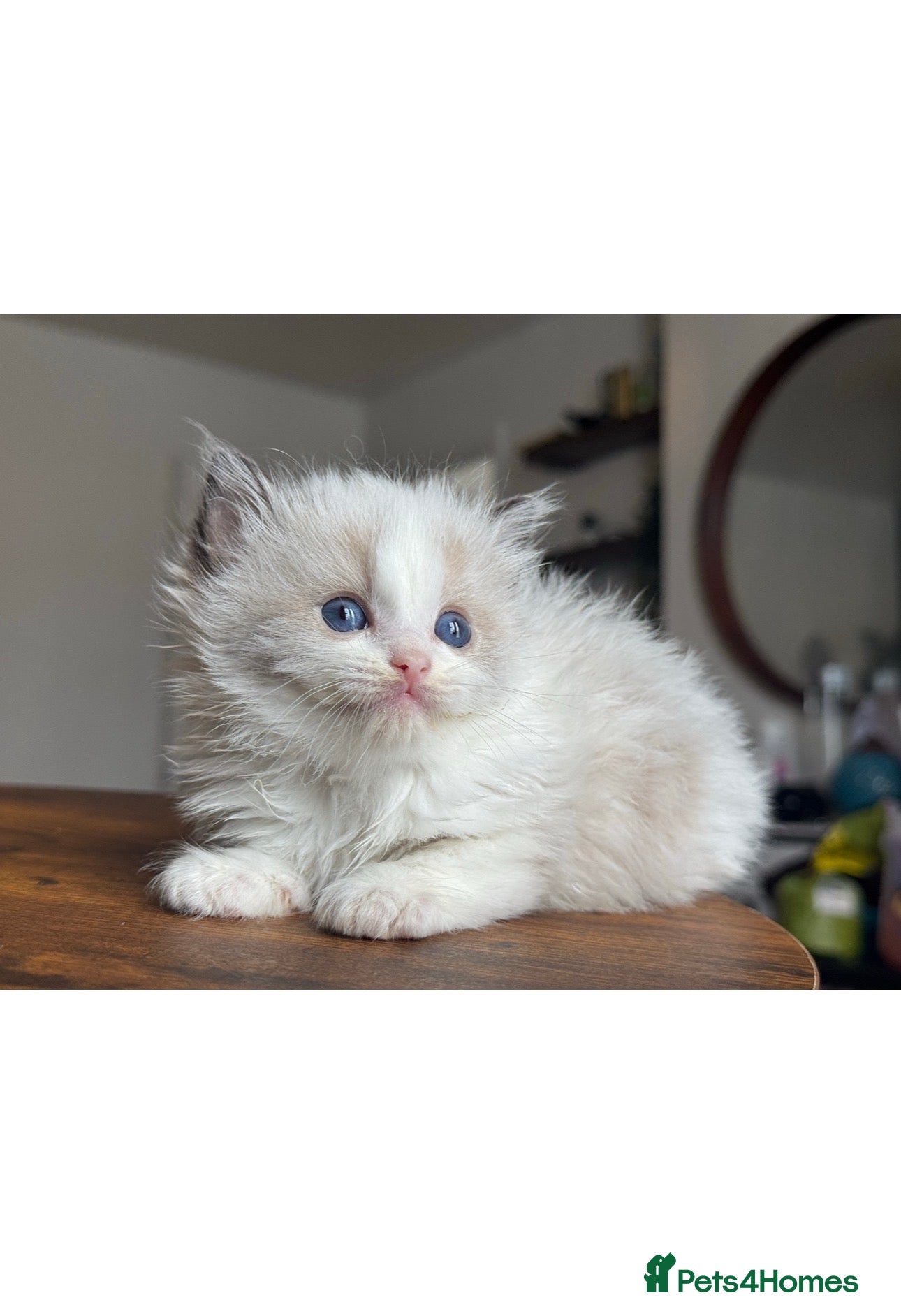 Ragdoll cats ACTIVE Ragdoll kittens - Advert 11