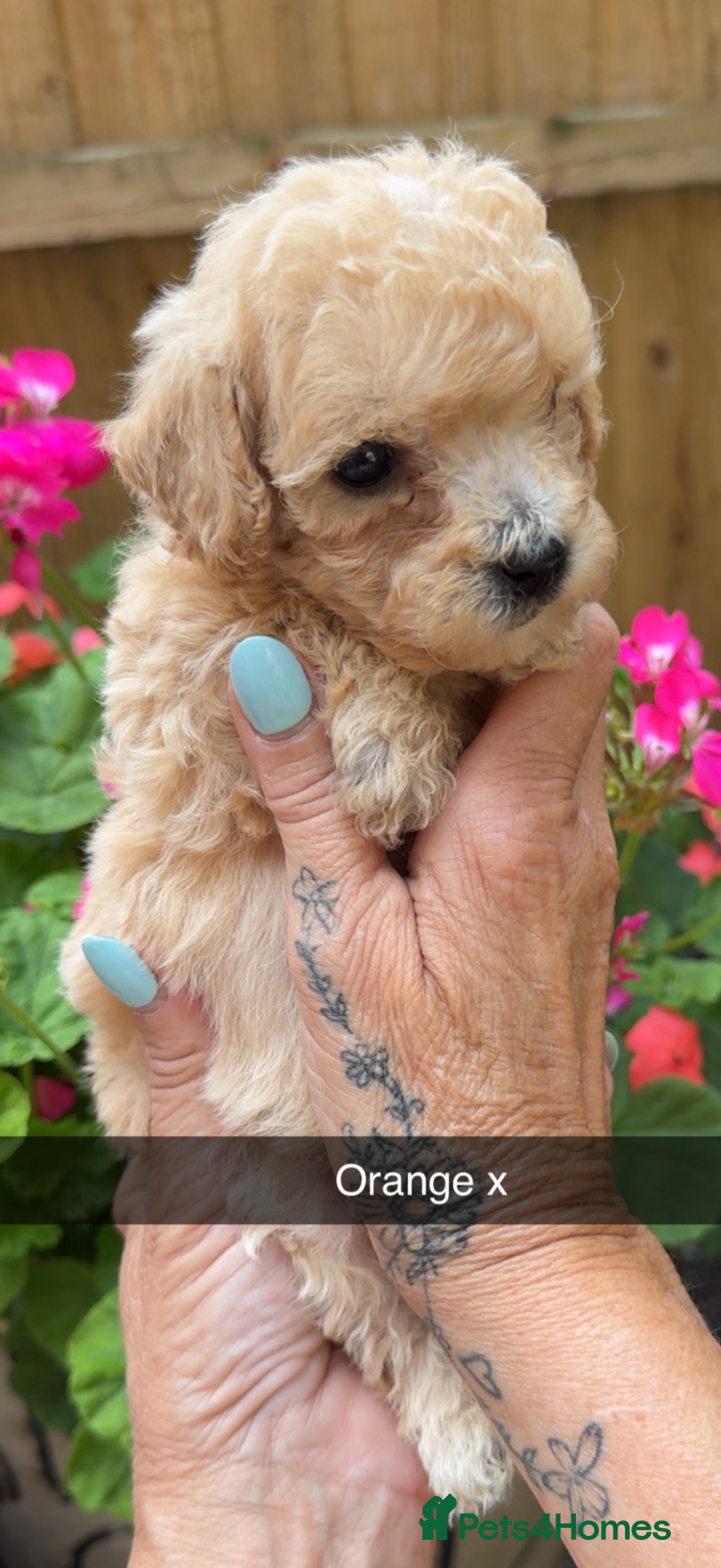 Poochon dogs for sale: Poochon Puppies - Image 31