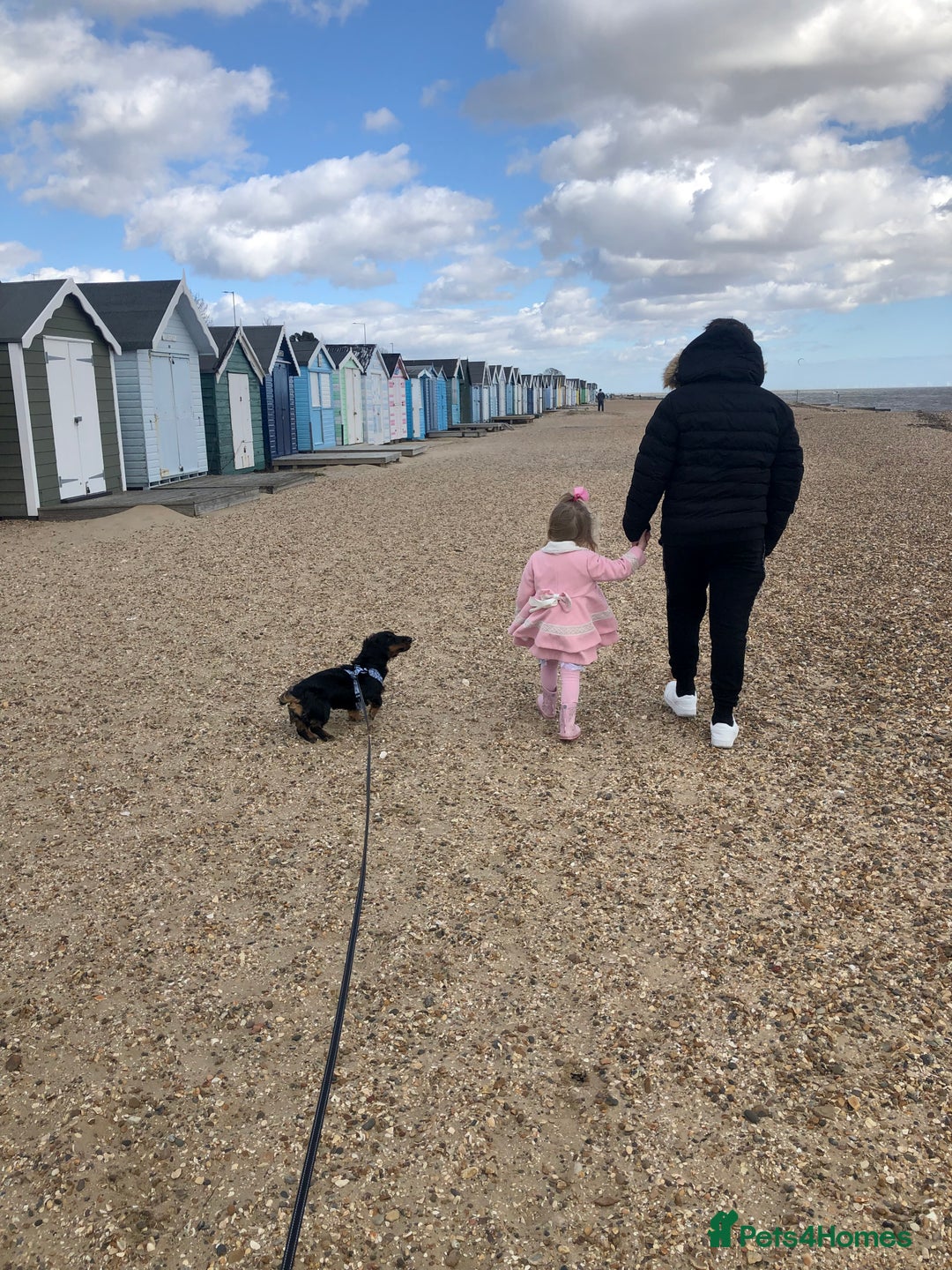 Miniature Dachshund dogs for sale:  long haired miniature dachshund male KC registere - Advert 30