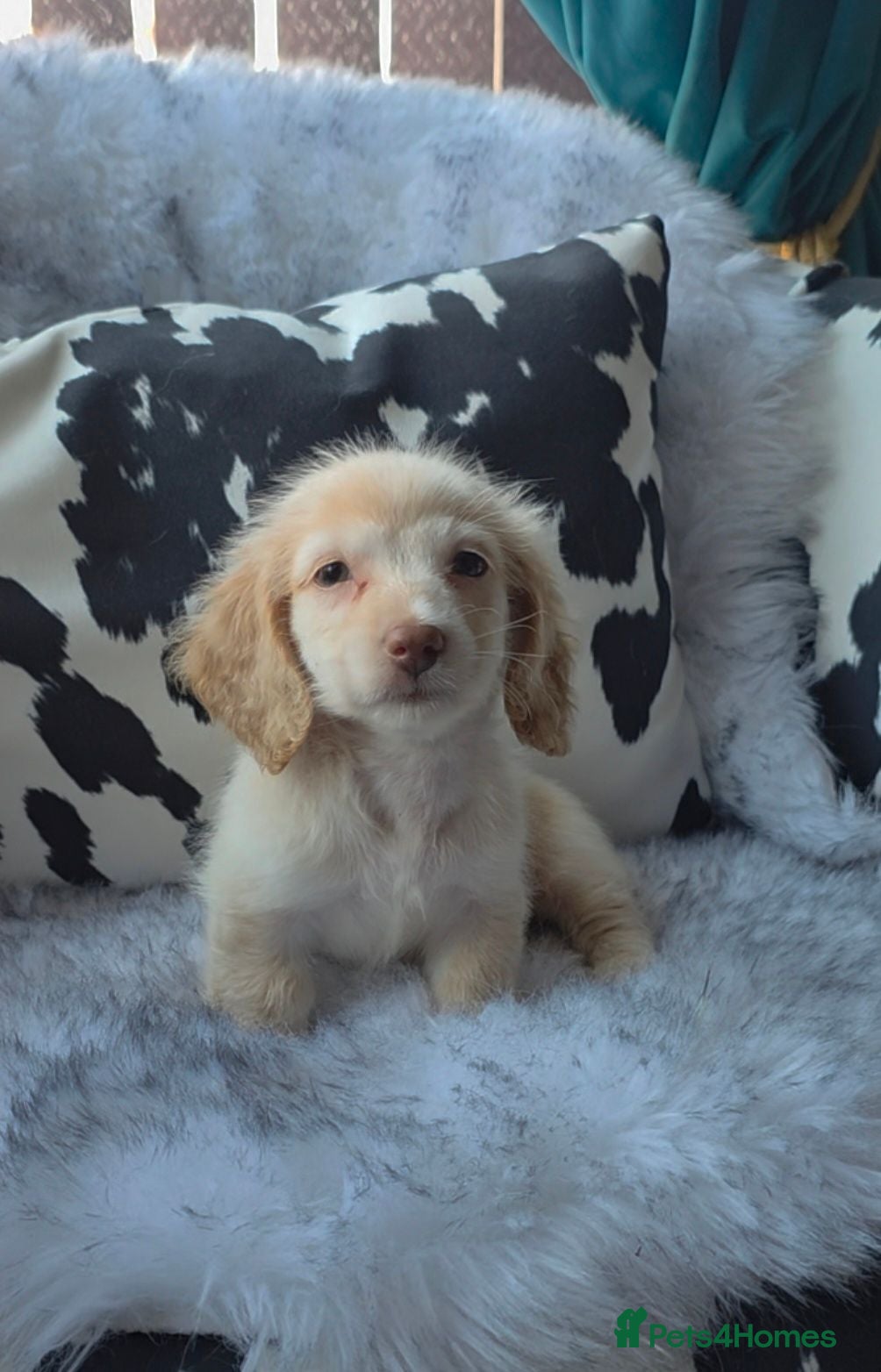 Miniature Dachshund dogs Cream male miniature Dachshund males - Advert 4