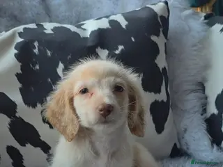 Miniature Dachshund dogs Cream male miniature Dachshund males - Advert 4